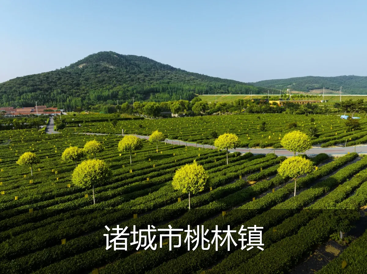 诸城市桃林镇